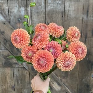 Cornel Bronze Dahlia Tuber