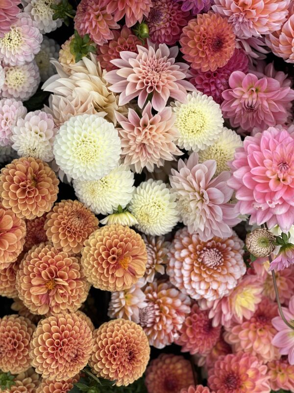 Dahlias