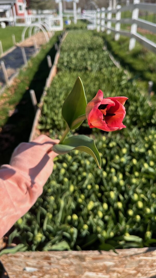 First Tulip of last year.