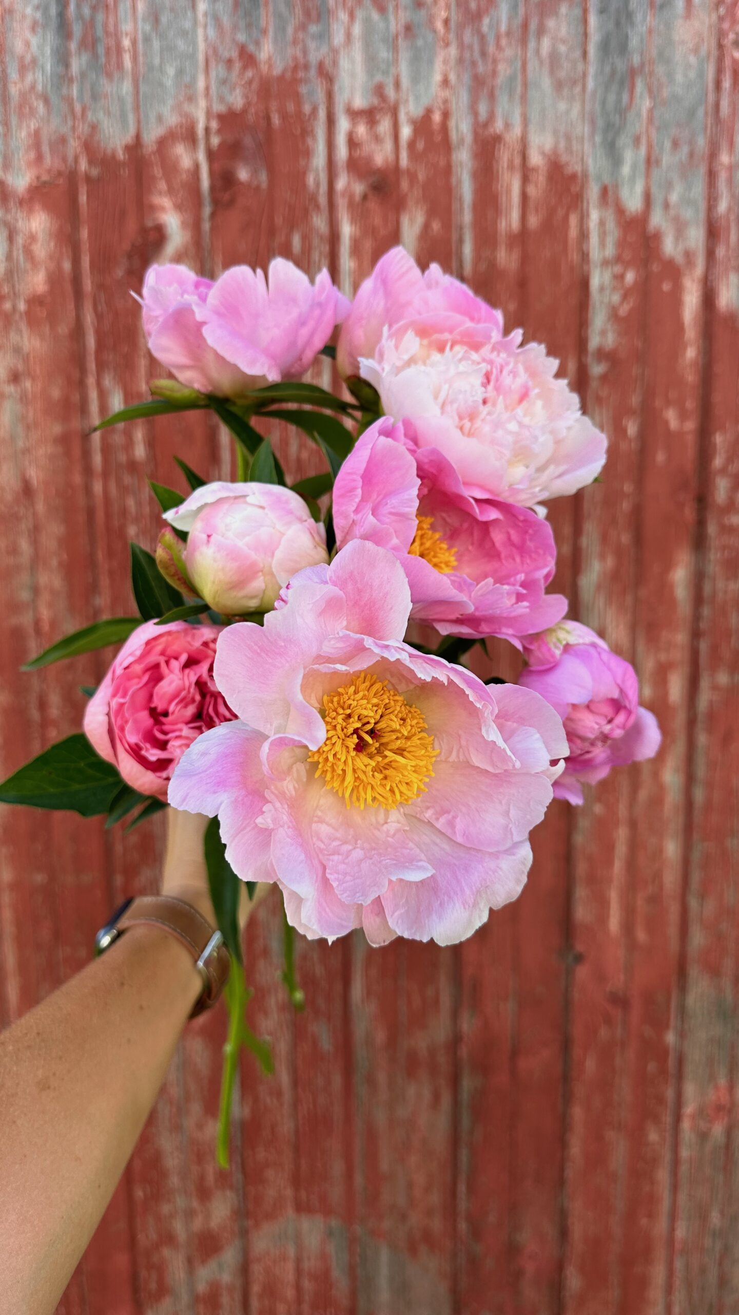 Peony. White Fence Cut Flowers.