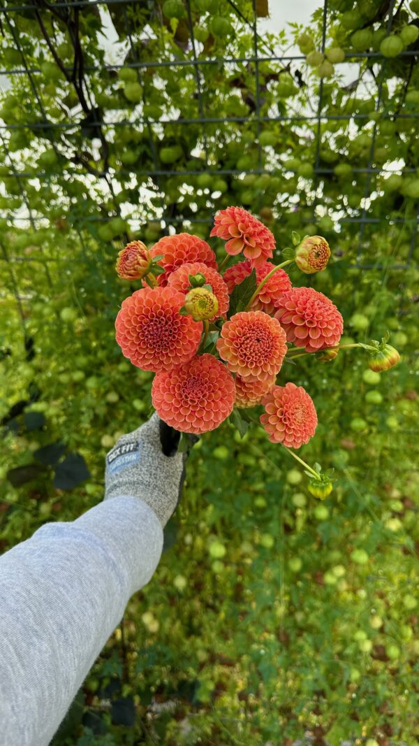 Amber Queen-dahlia tuber - Image 2