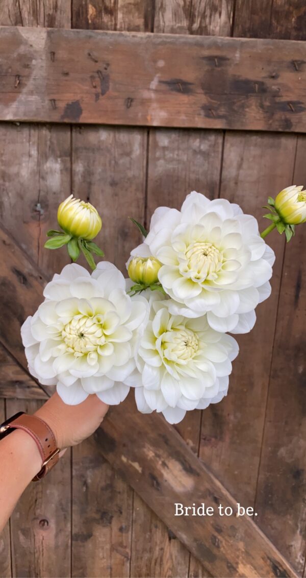 Bride To Be-dahlia tuber