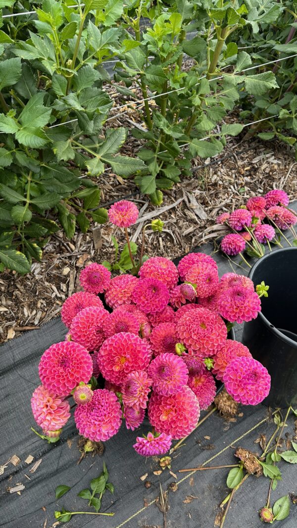 Caitlin's Joy-dahlia tuber