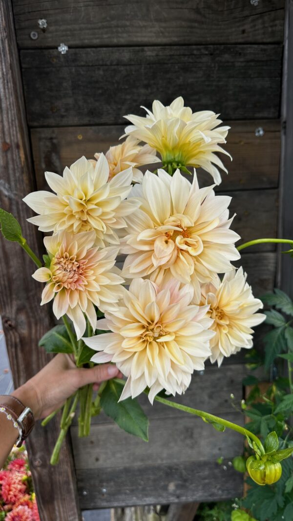 Cafe au Lait Mini-dahlia tuber