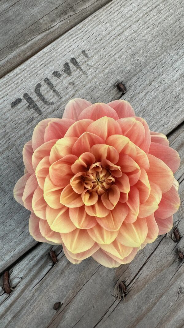 My Forever-dahlia tuber - Image 3