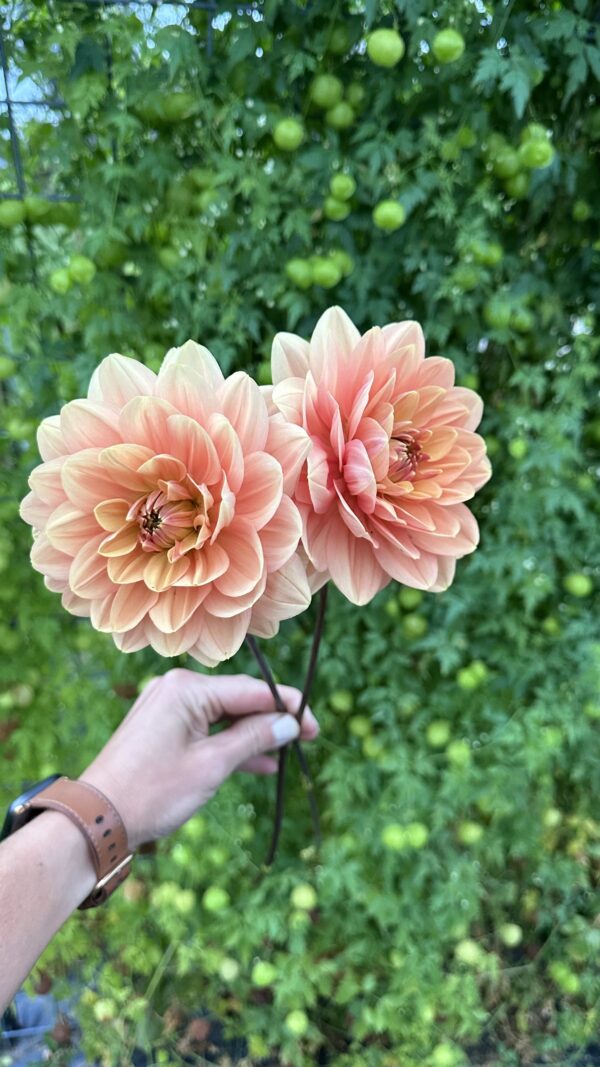 My Forever-dahlia tuber