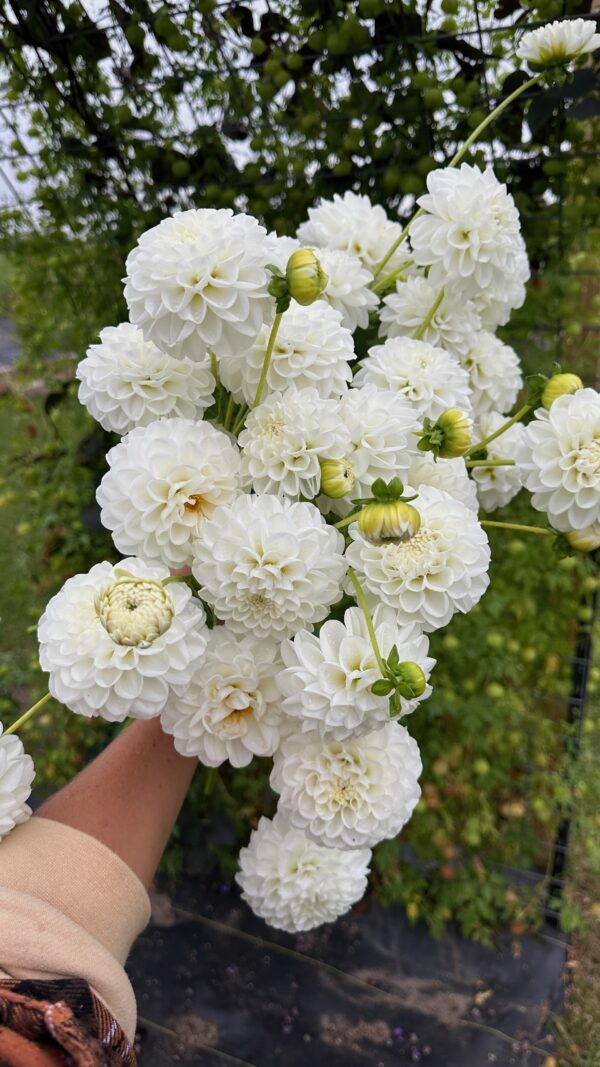 Orsett Beauty-dahlia tuber