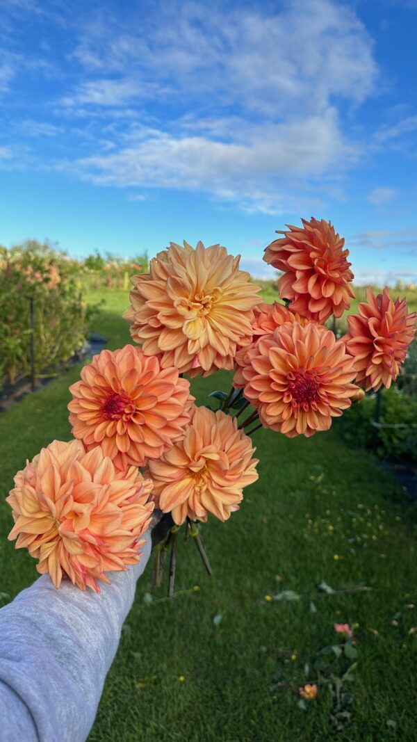 Valley Tawny-dahlia tuber